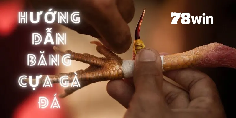 Cách Băng Cựa Gà Đá Với 7749 Kiểu Khác Nhau Của Kê Sư 1 cách băng cựa gà đá